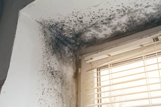 Affordable Mold Remediation solutions in California, PA