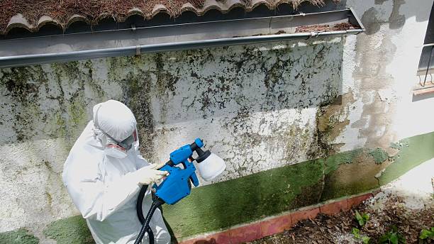 Top rated local Mold Remediation specialists in California, PA